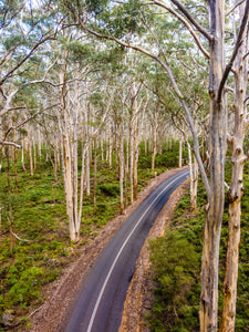 BF001 - Boranup Forest, W.A.